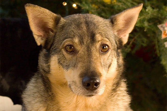 foto Perro Vallhund Sueco