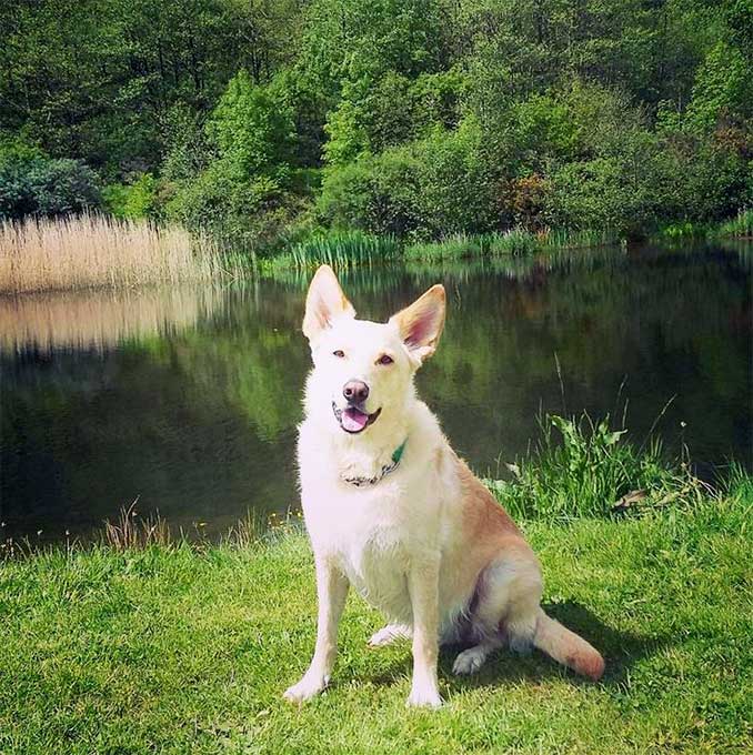 foto Perro Canaan