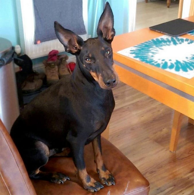 foto Perro Manchester Terrier