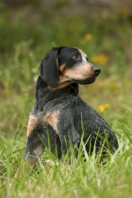 foto Bluetick Coonhound