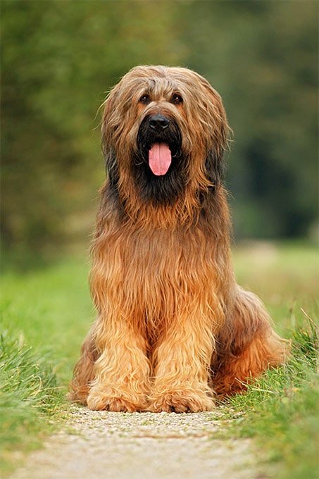 foto Perro de Briard