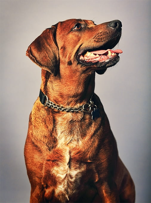 foto Perro Redbone Coonhound