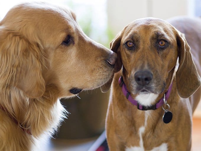 foto Perro Redbone Coonhound
