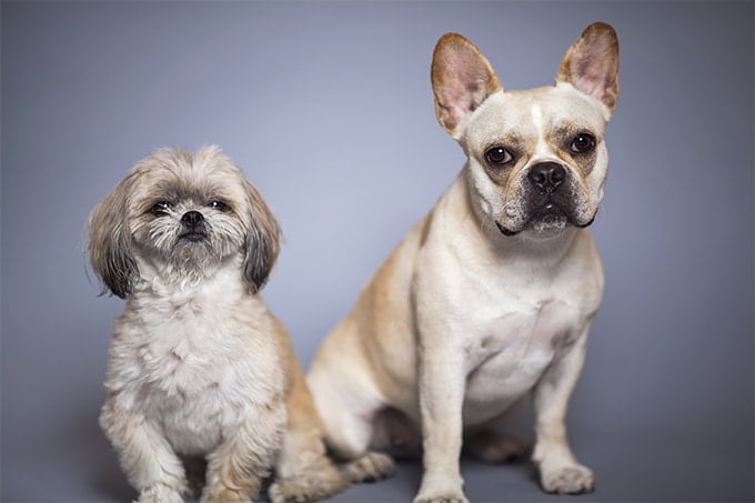 foto Perro híbrido de Peekapoo