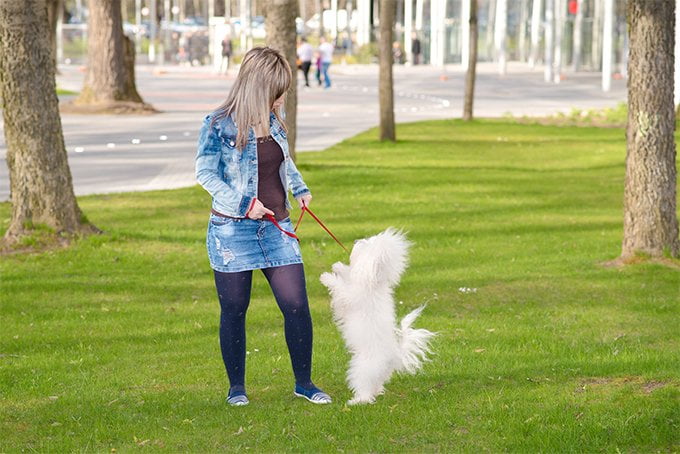 foto Perro Boloñés