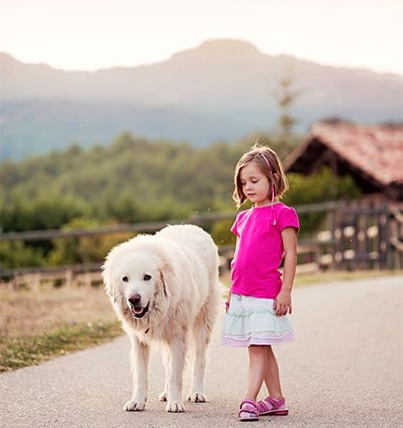 foto Gran Perro de los Pirineos