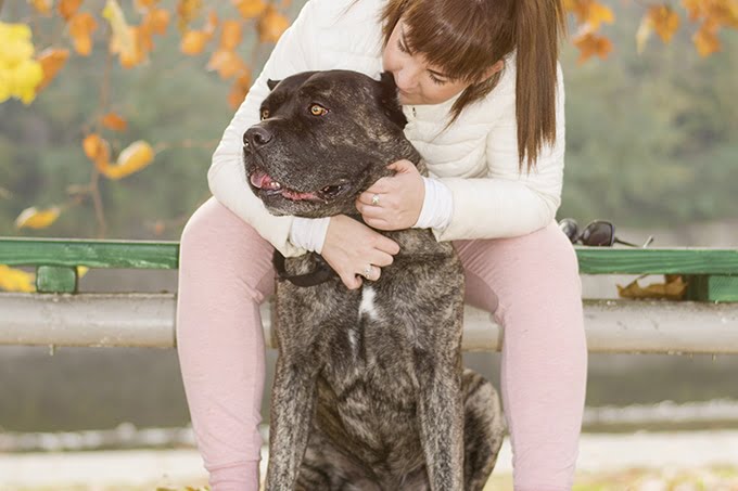 foto Perro Cane Corso