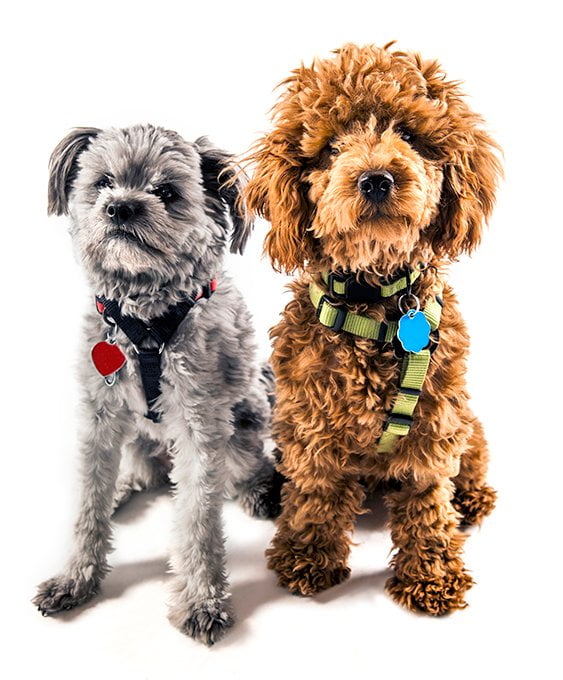 foto Perro Yorkipoo