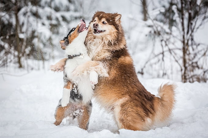 foto Perro de raza laphund finlandés