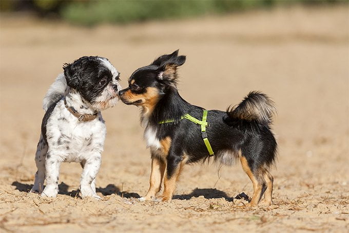 foto Perro Maltés Shih Tzu