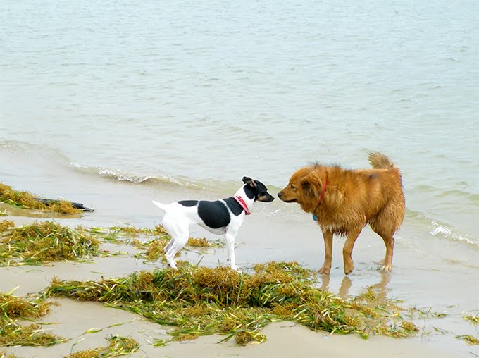 foto Perro Rat Terrier