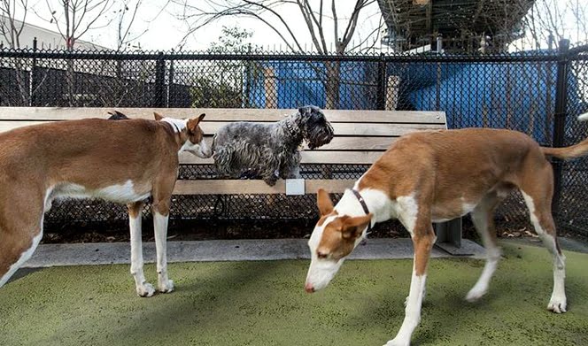 foto Perro de raza Cesky Terrier