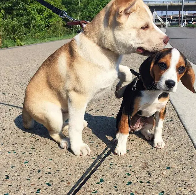 foto Beagle de bolsillo