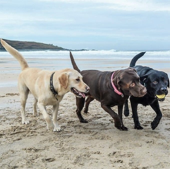 foto Perro mestizo de Goldador