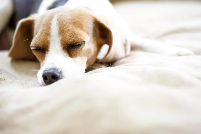foto Beagle de bolsillo