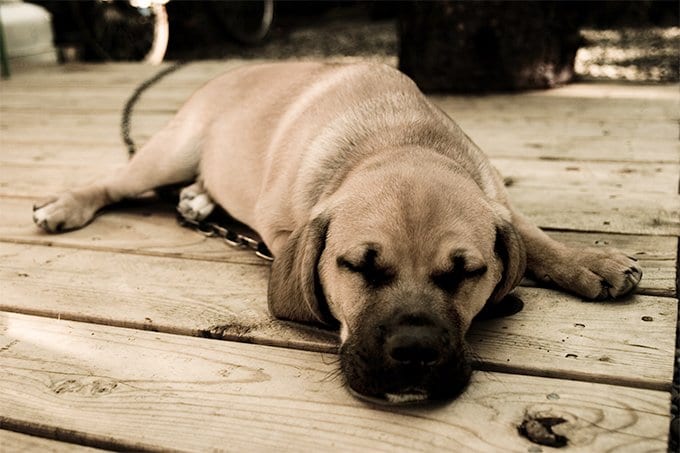 foto Perro Puggle