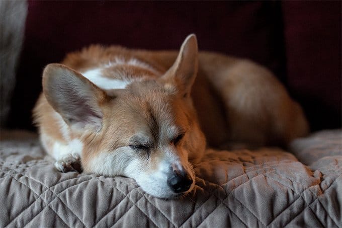 foto Perro de raza Corgi Galés de Cardigan