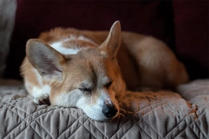foto Perro de raza Corgi Galés de Cardigan