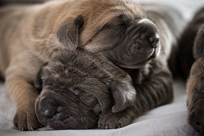 foto Perro Cane Corso