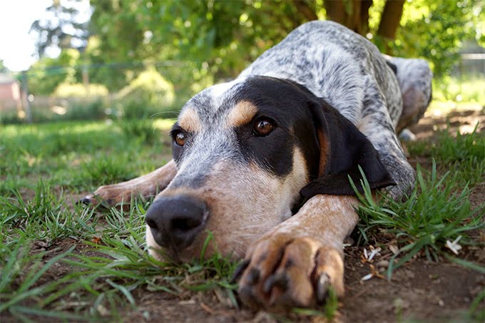 foto Bluetick Coonhound