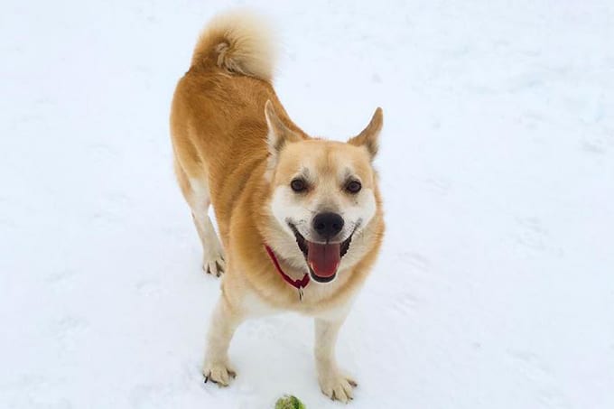 foto Perro de raza Buhund noruego