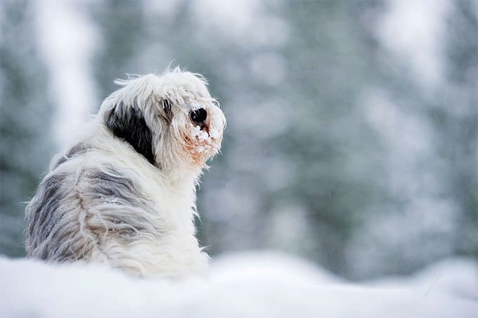 foto Perro pastor polaco de llanura