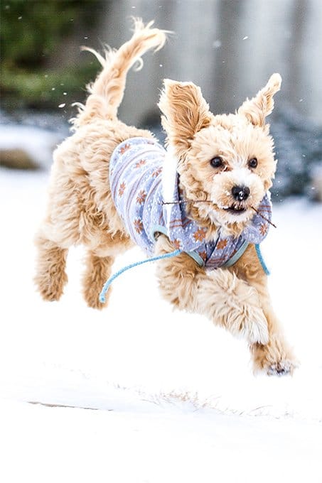 foto Perro Híbrido Maltipoo