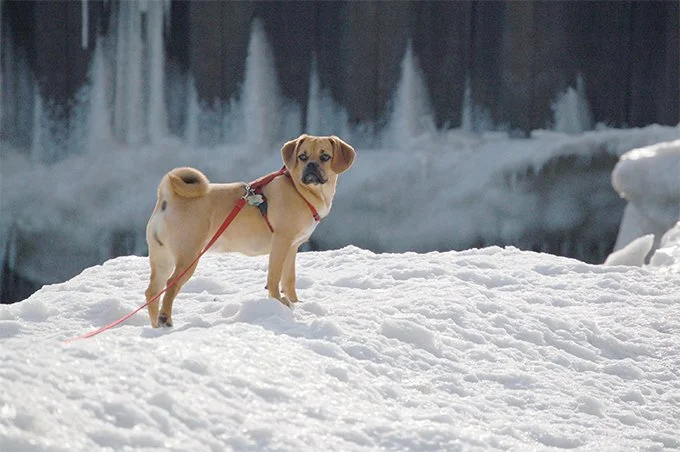 foto Perro Puggle