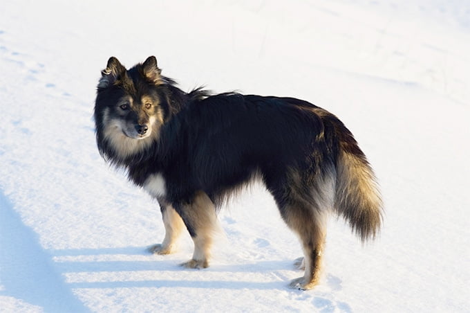 foto Perro de raza laphund finlandés