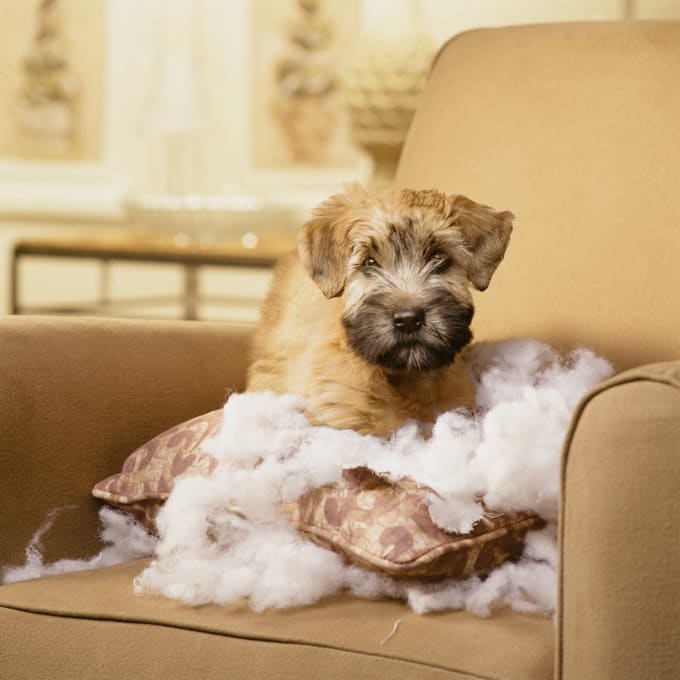 foto Perro de raza Soft Coated Wheaten Terrier