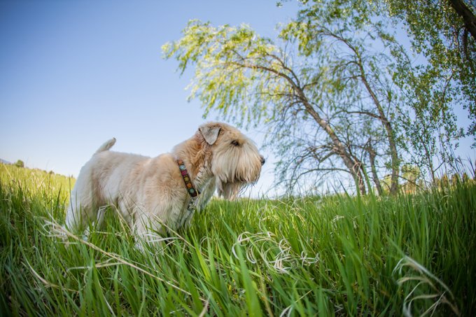 foto Perro de raza Soft Coated Wheaten Terrier