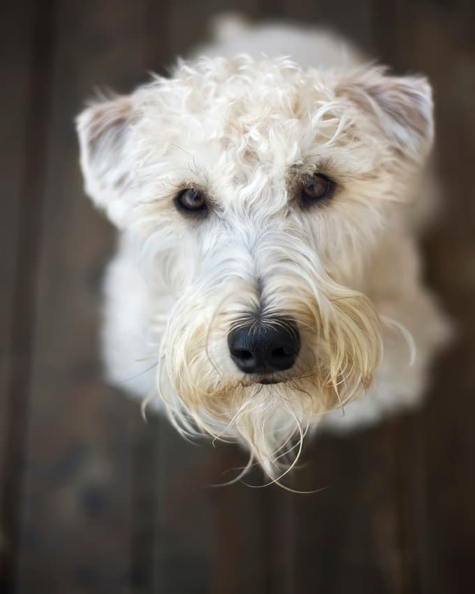 foto Perro de raza Soft Coated Wheaten Terrier