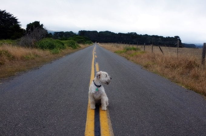 foto Perro de raza Soft Coated Wheaten Terrier