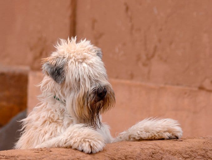 foto Perro de raza Soft Coated Wheaten Terrier