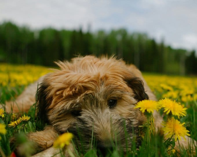 foto Perro de raza Soft Coated Wheaten Terrier