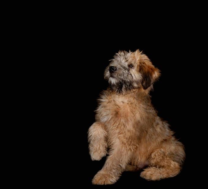 foto Perro de raza Soft Coated Wheaten Terrier