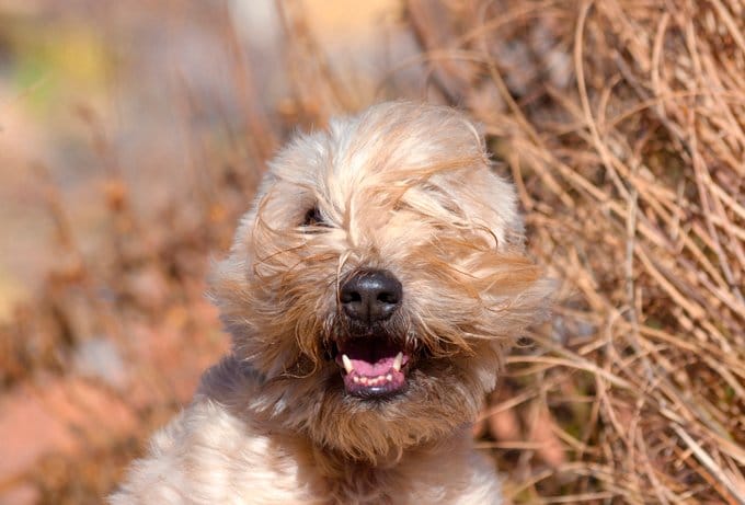 foto Perro de raza Soft Coated Wheaten Terrier