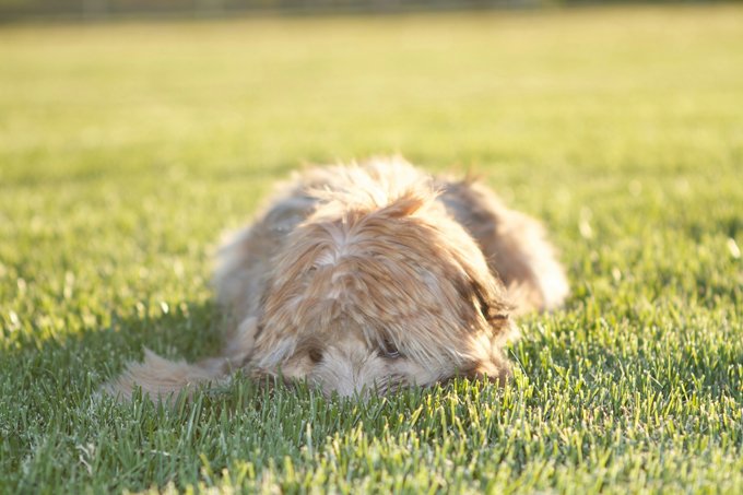 foto Perro de raza Soft Coated Wheaten Terrier