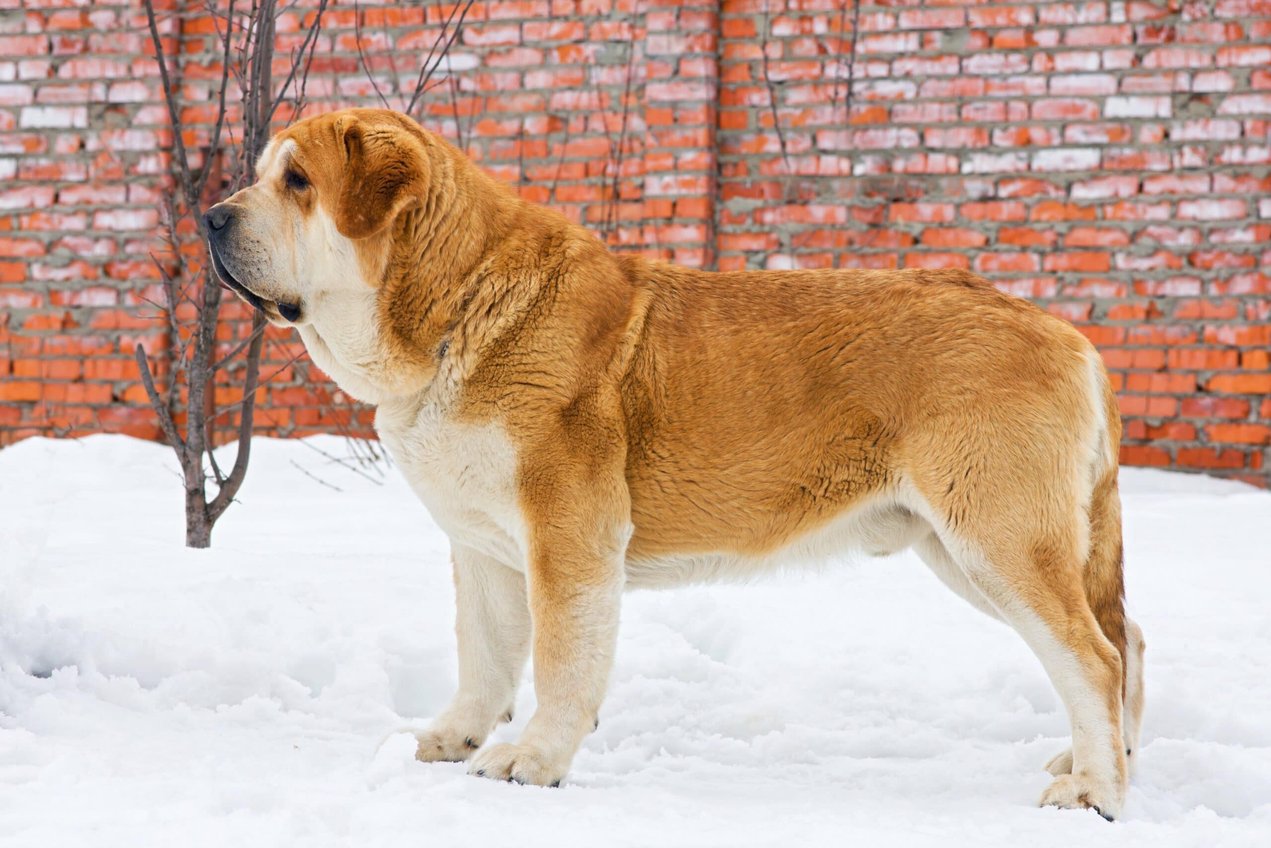 foto Perro Mastín Español