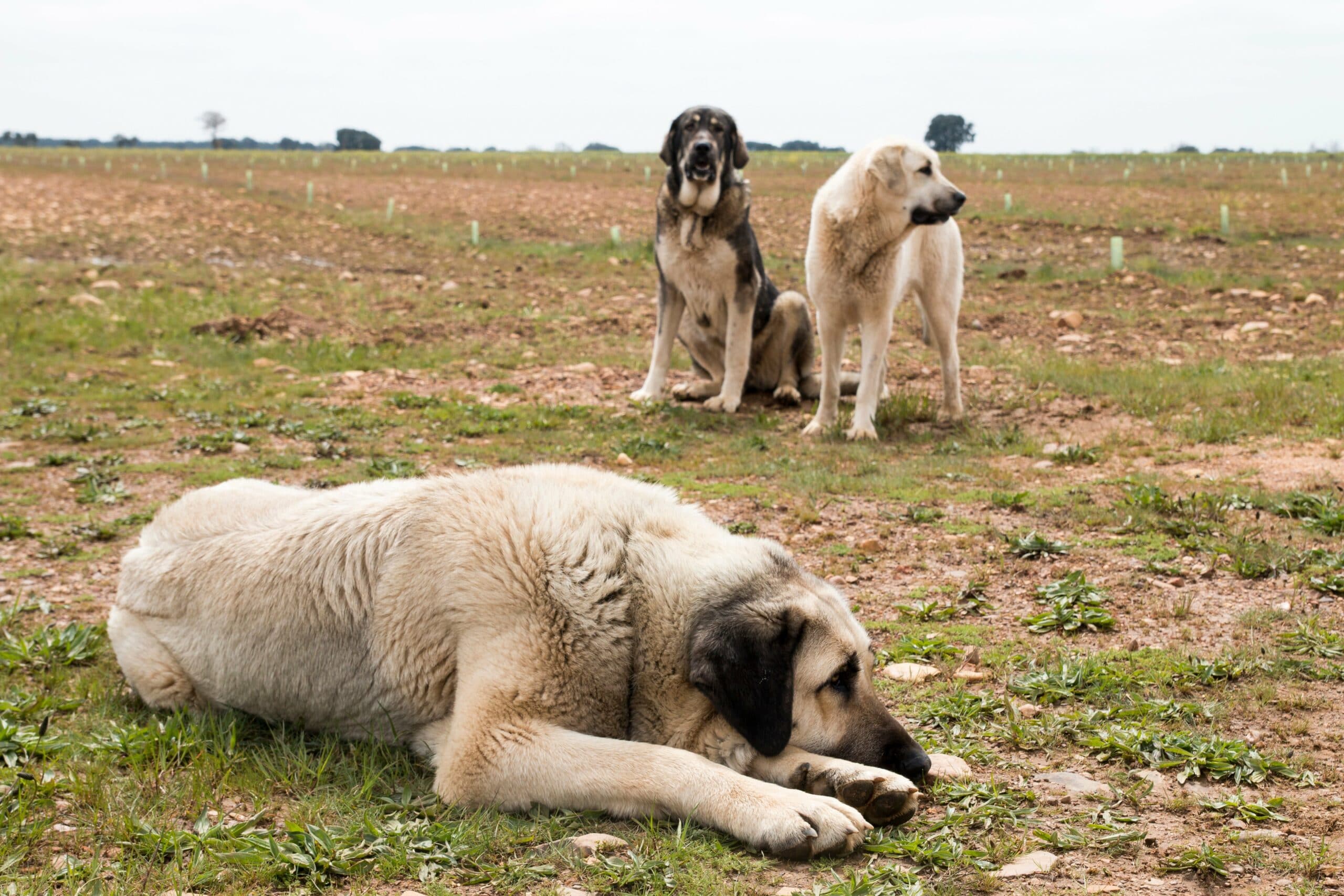 foto Perro Mastín Español