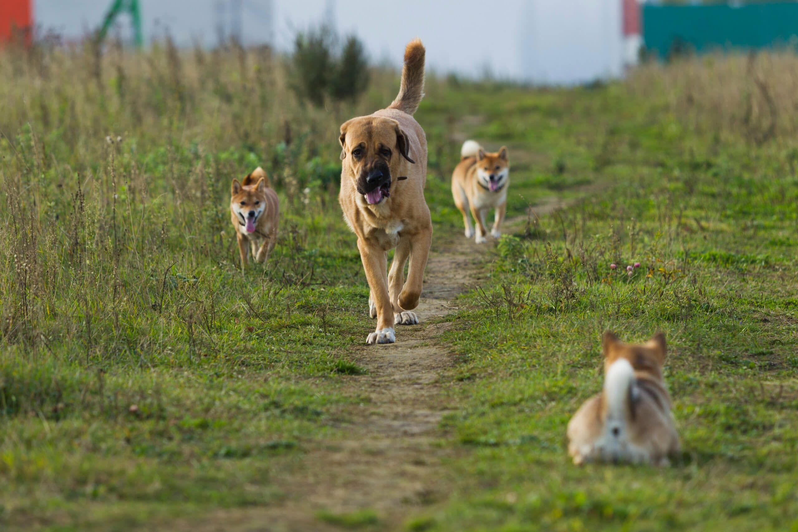 foto Perro Mastín Español
