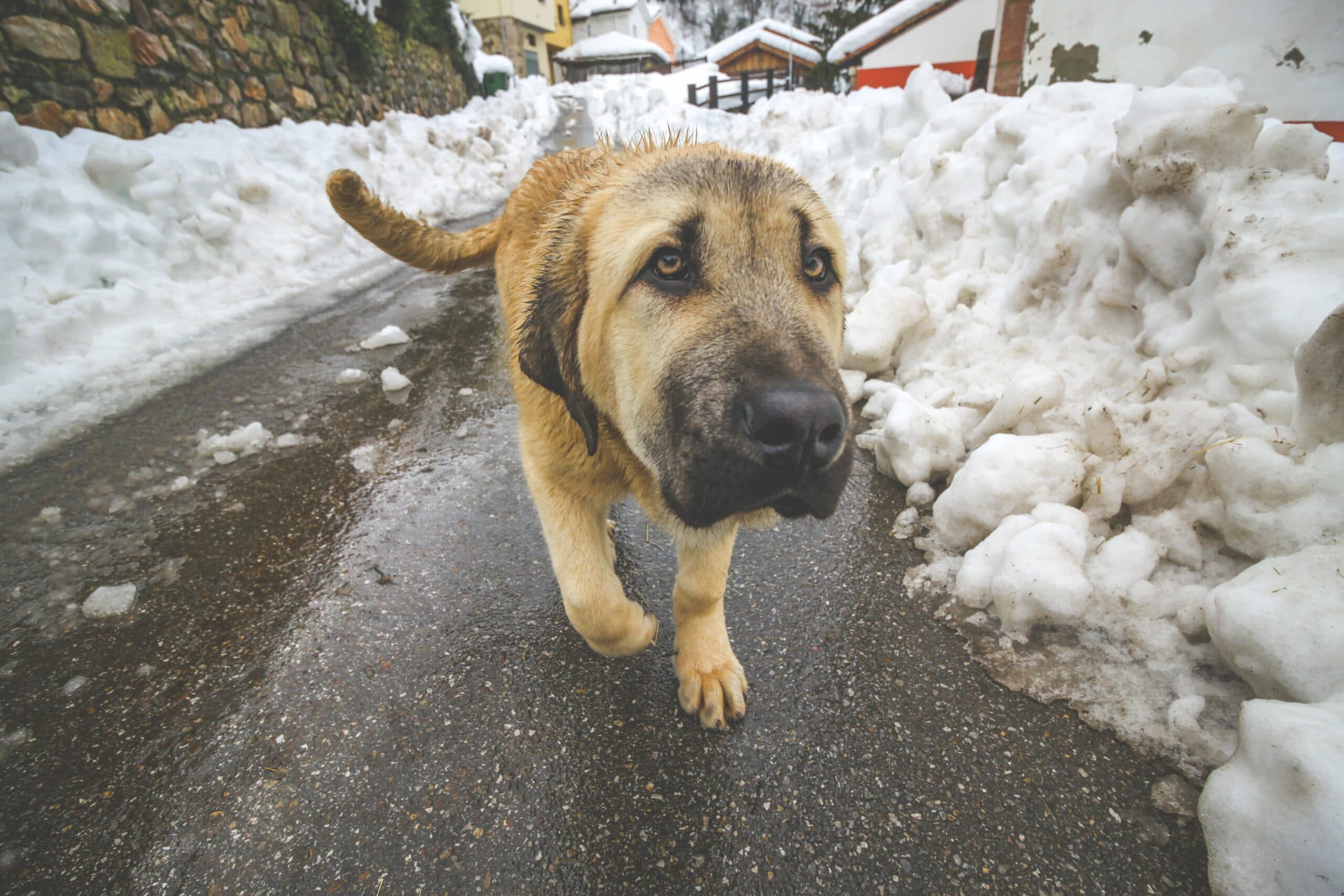 foto Perro Mastín Español