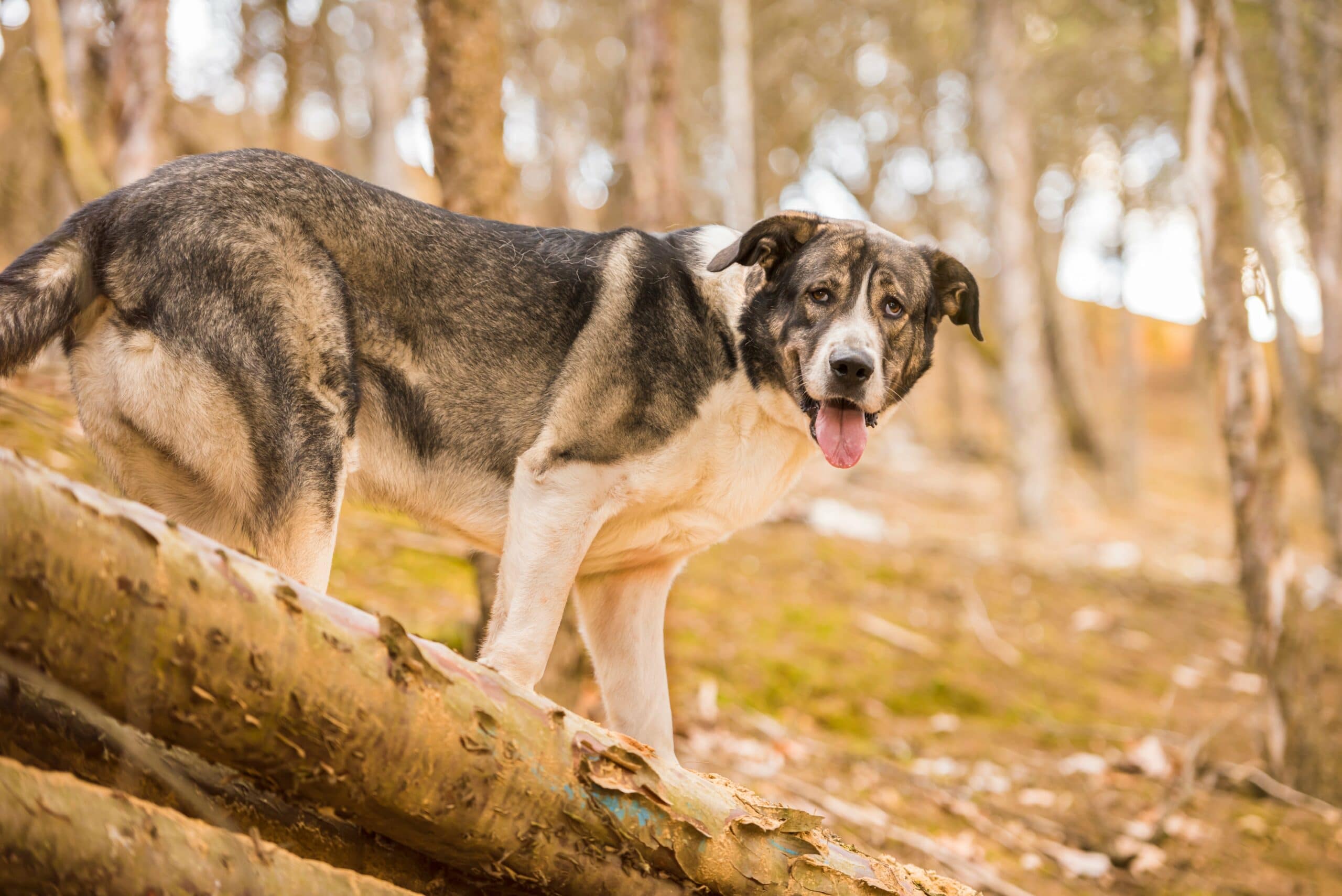 foto Perro Mastín Español