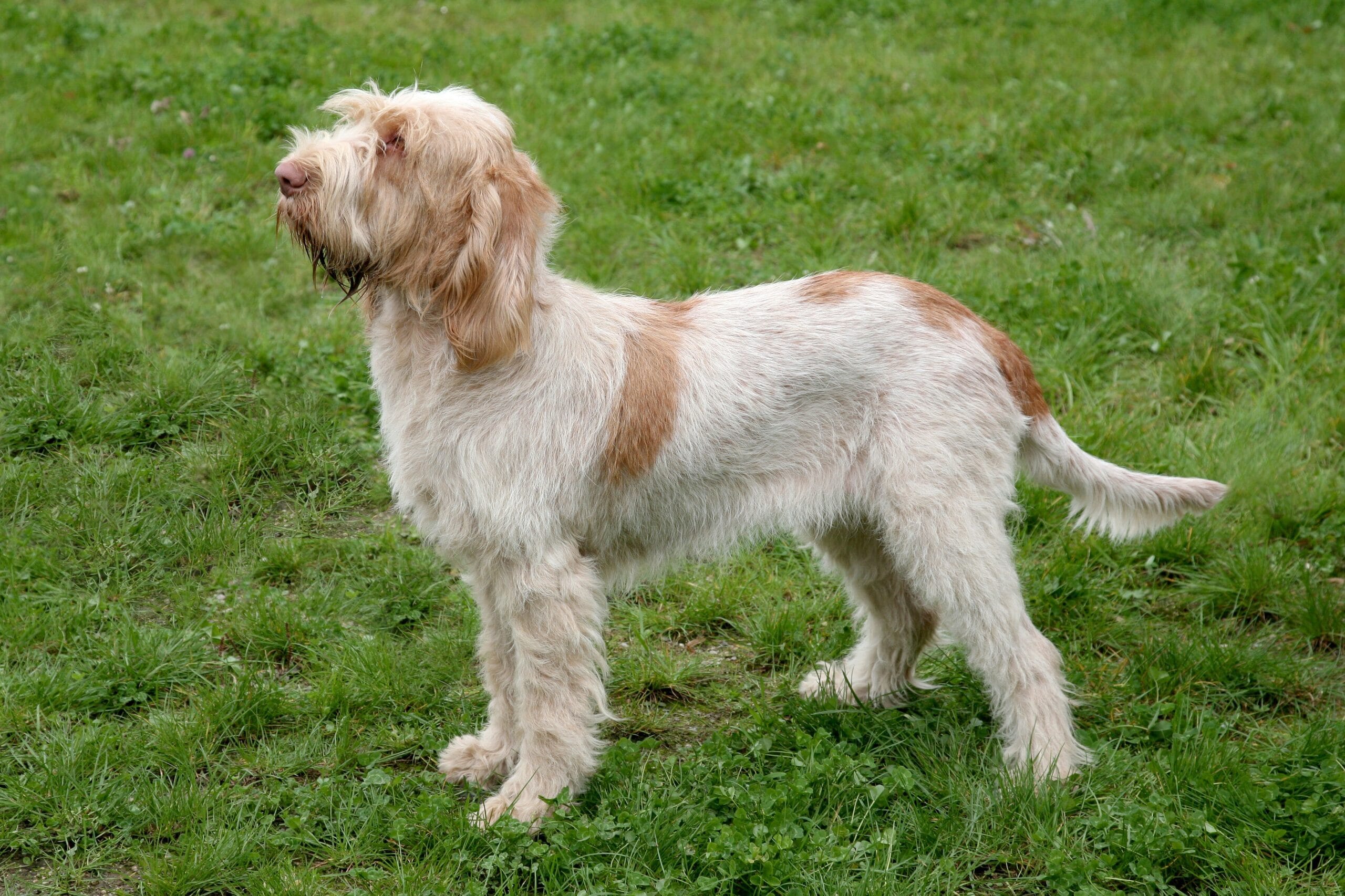 foto Perro Spinone Italiano