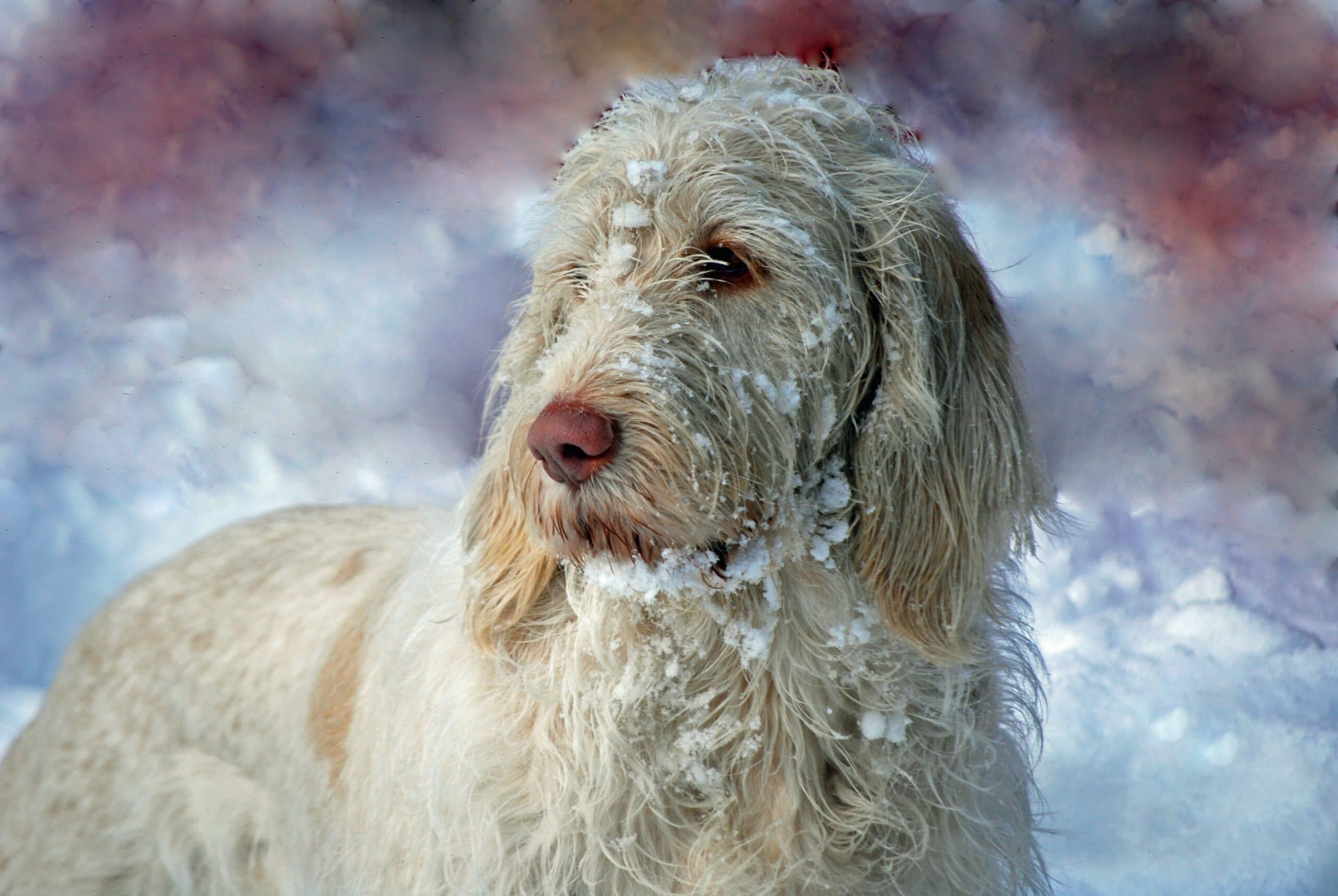foto Perro Spinone Italiano