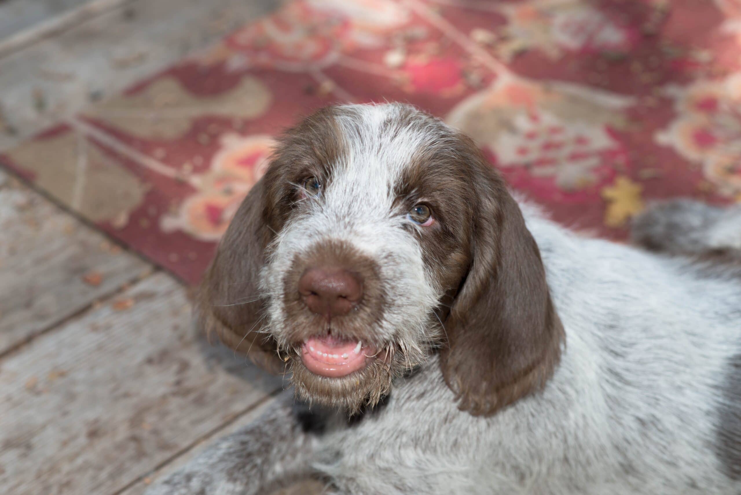 foto Perro Spinone Italiano