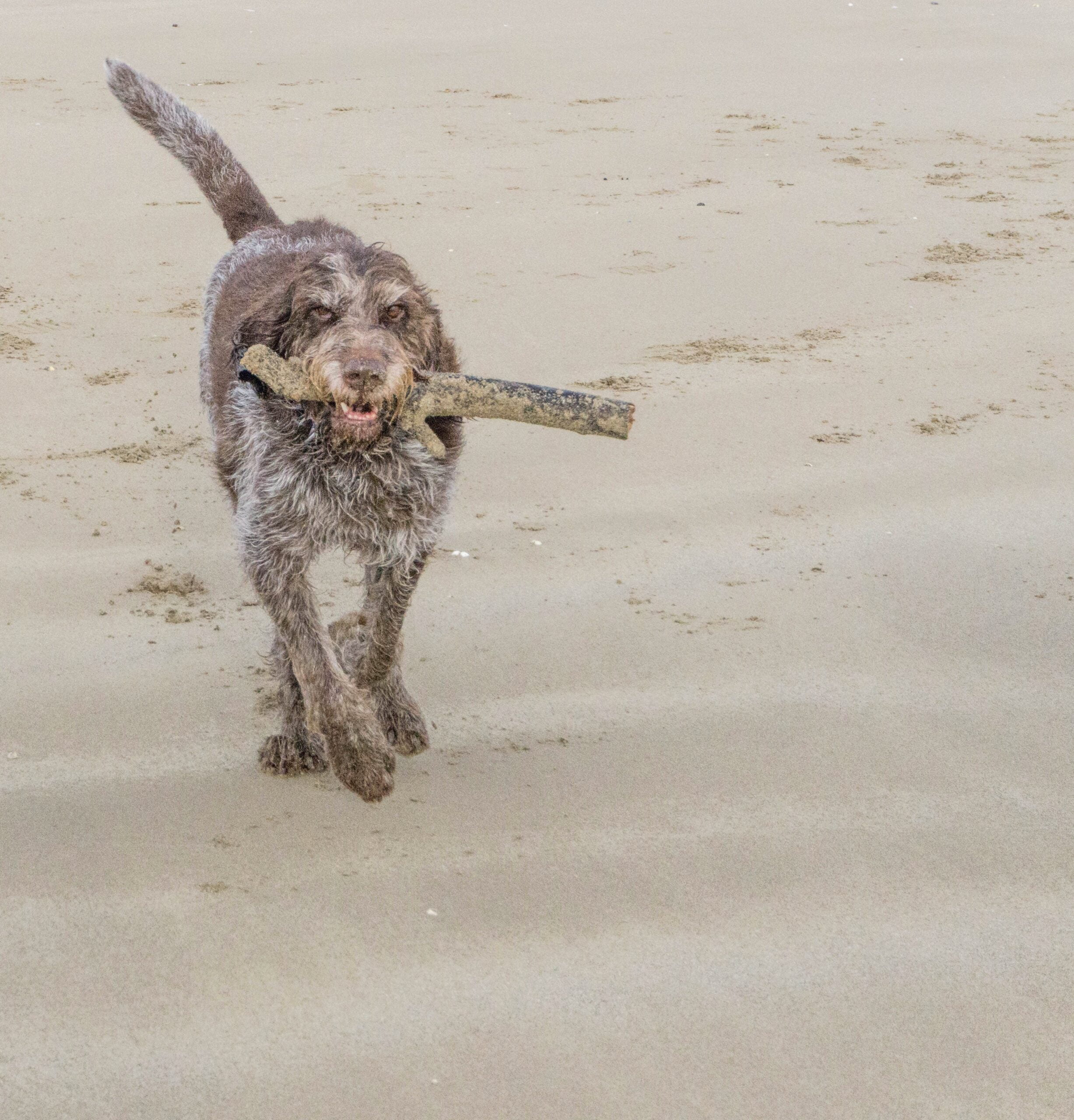 foto Perro Spinone Italiano