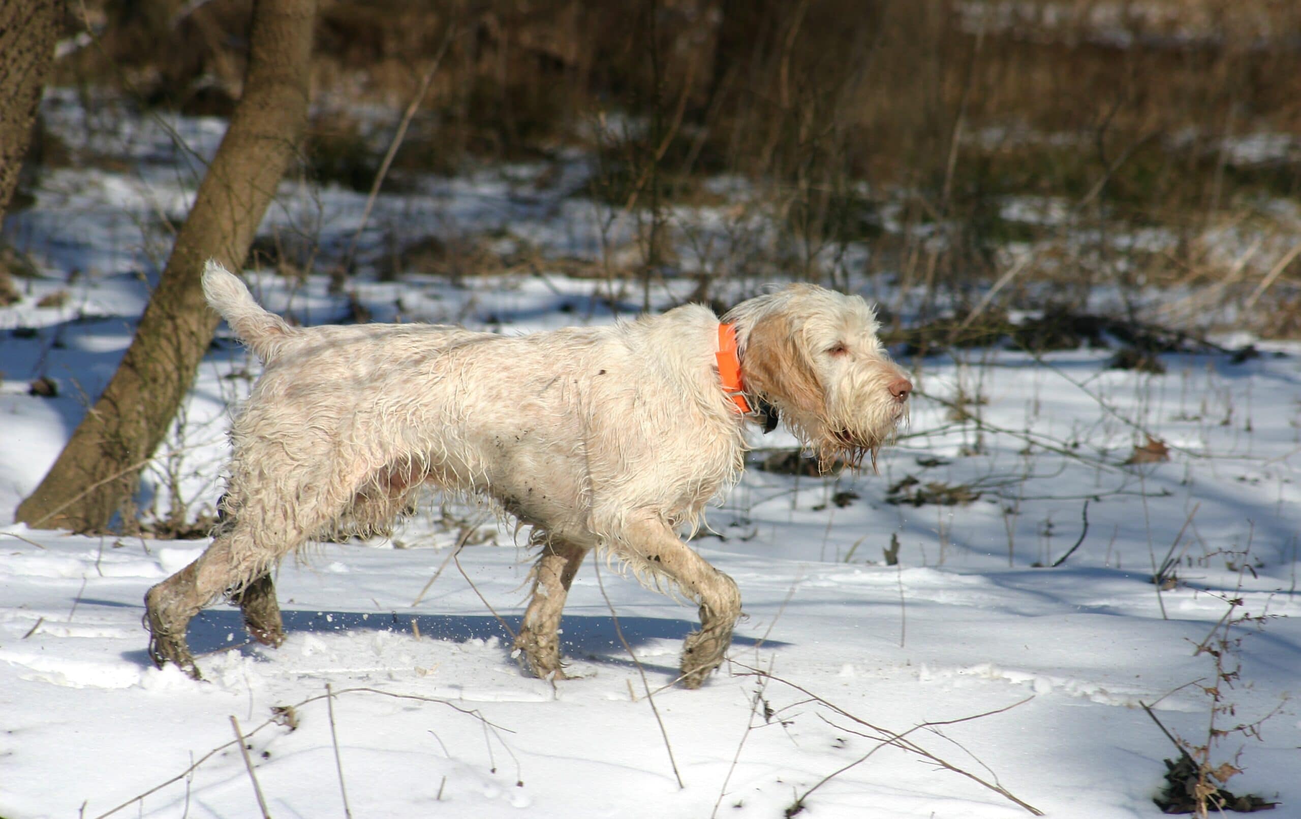 foto Perro Spinone Italiano