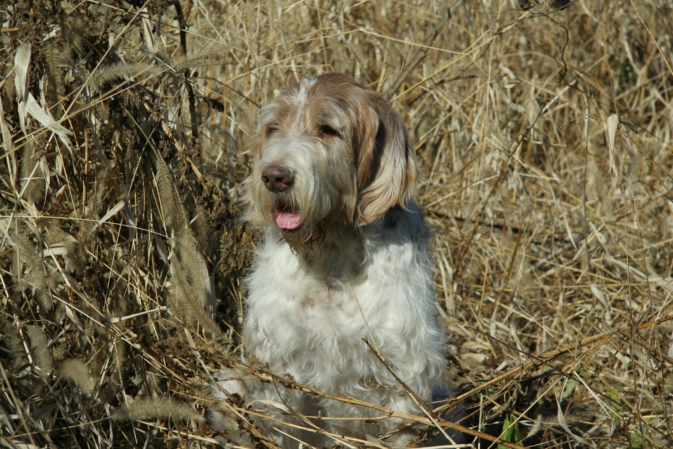 foto Perro Spinone Italiano