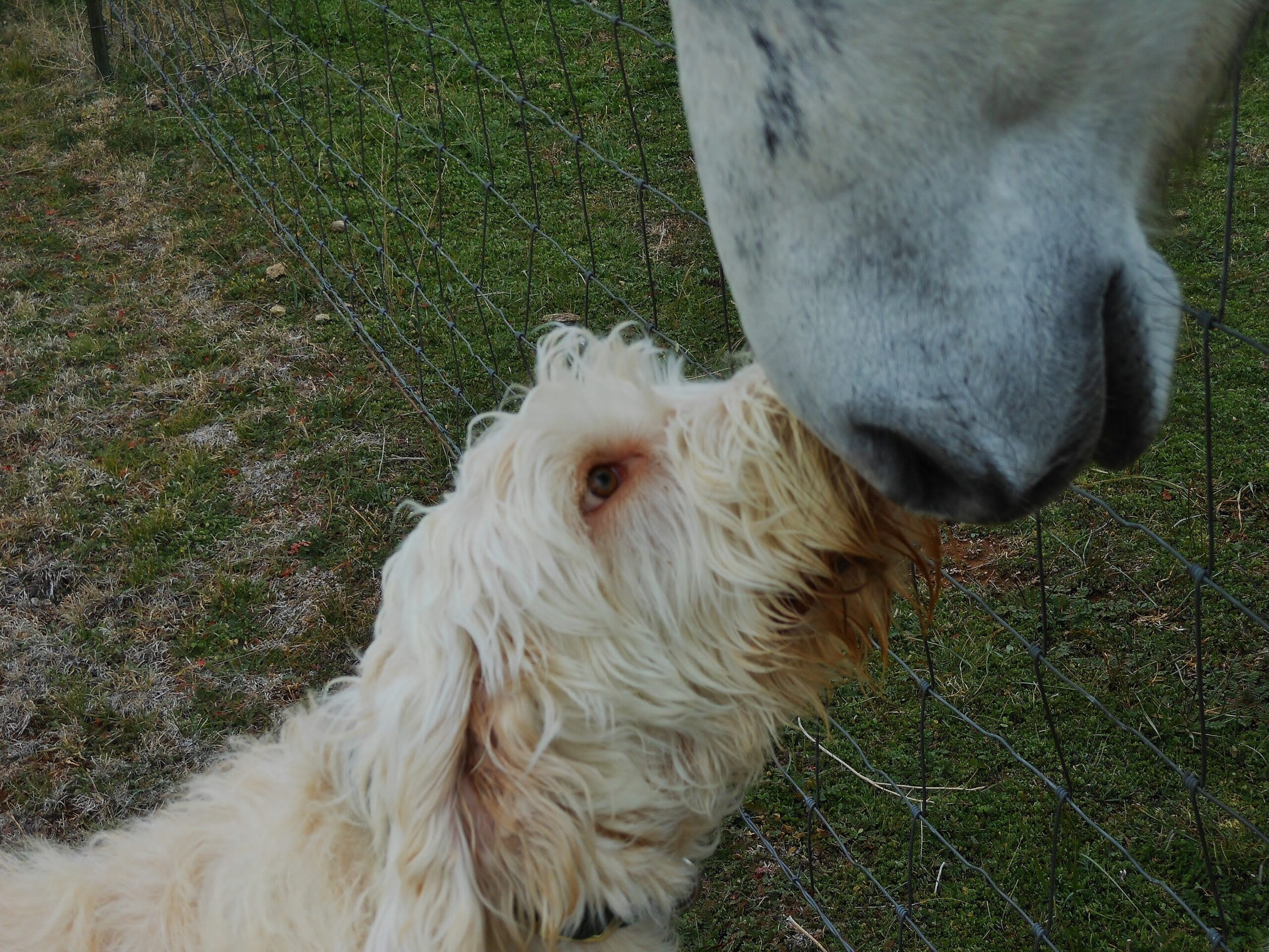 foto Perro Spinone Italiano